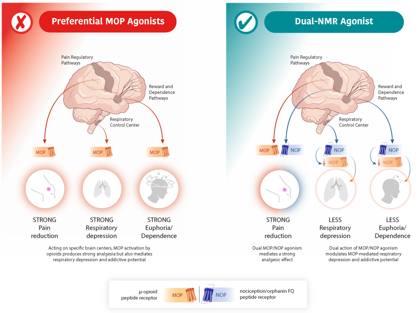 Preferential MOP Agonists vs Dual-NMR Agonist